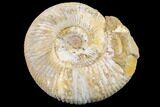 Jurassic Ammonite (Perisphinctes) Fossil - Madagascar #152789-1